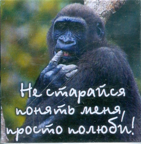 Если хочешь понять жизнь. Если хочешь понять жизнь наблюдай и чувствуй. Если хочешь понять жизнь то перестань. Как понять жизнь. Коты с надписями.