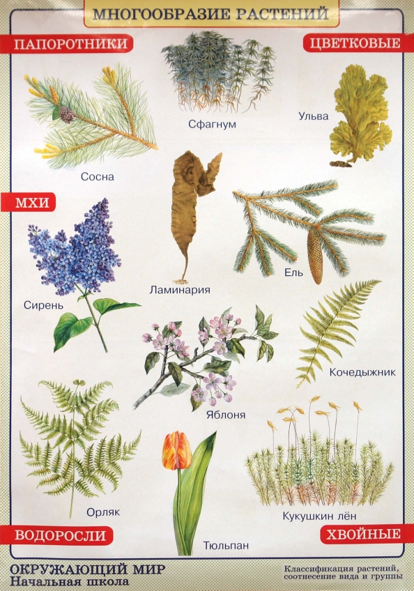 Виды комнатных растений. Задание цветочно-декоративные растения. Декоративные растения 6 класс 8 вид природоведение. Тема декоративные растения природоведение декоративные. Растительный природный мир для человека.