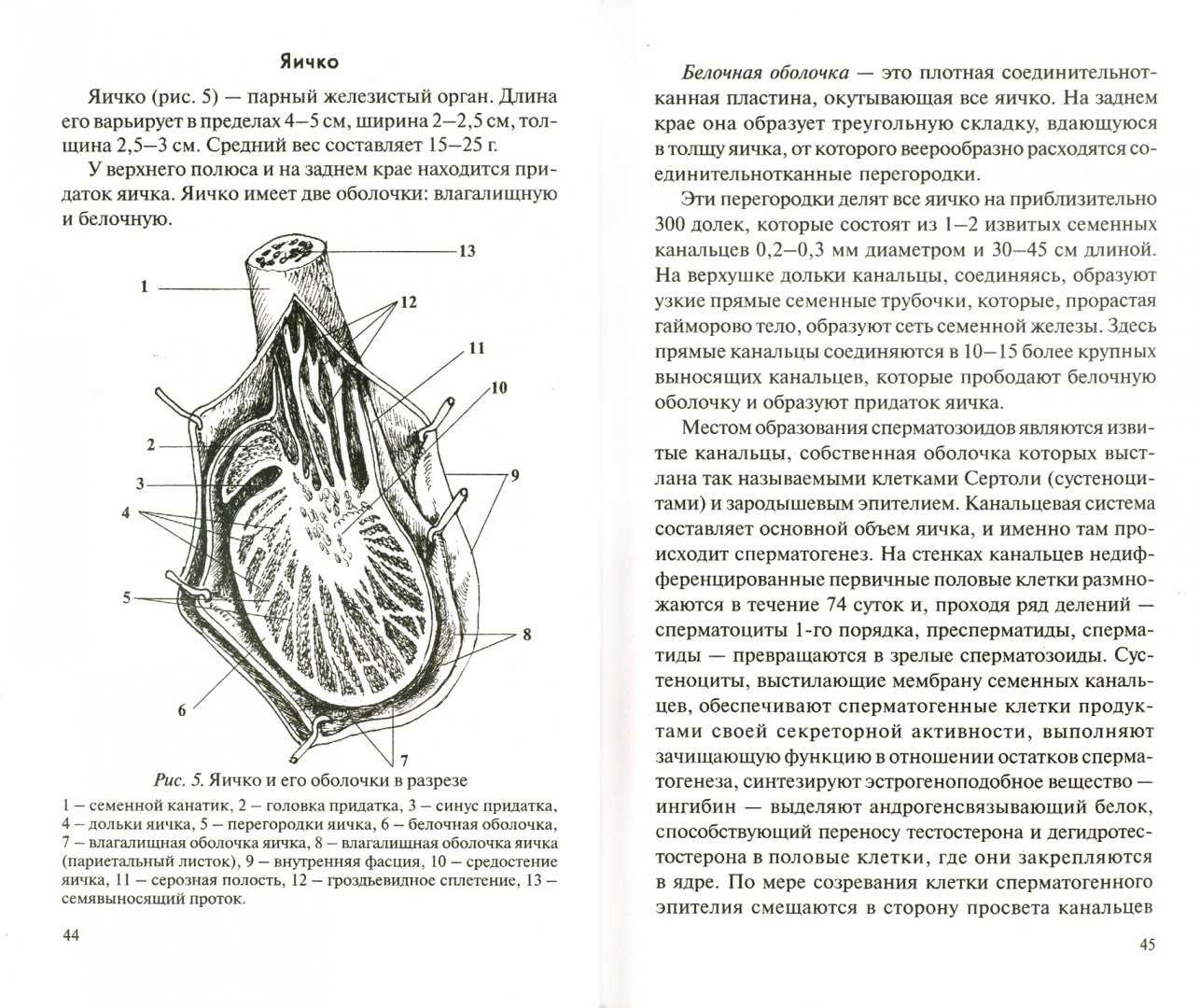 Стенки семенного канатика