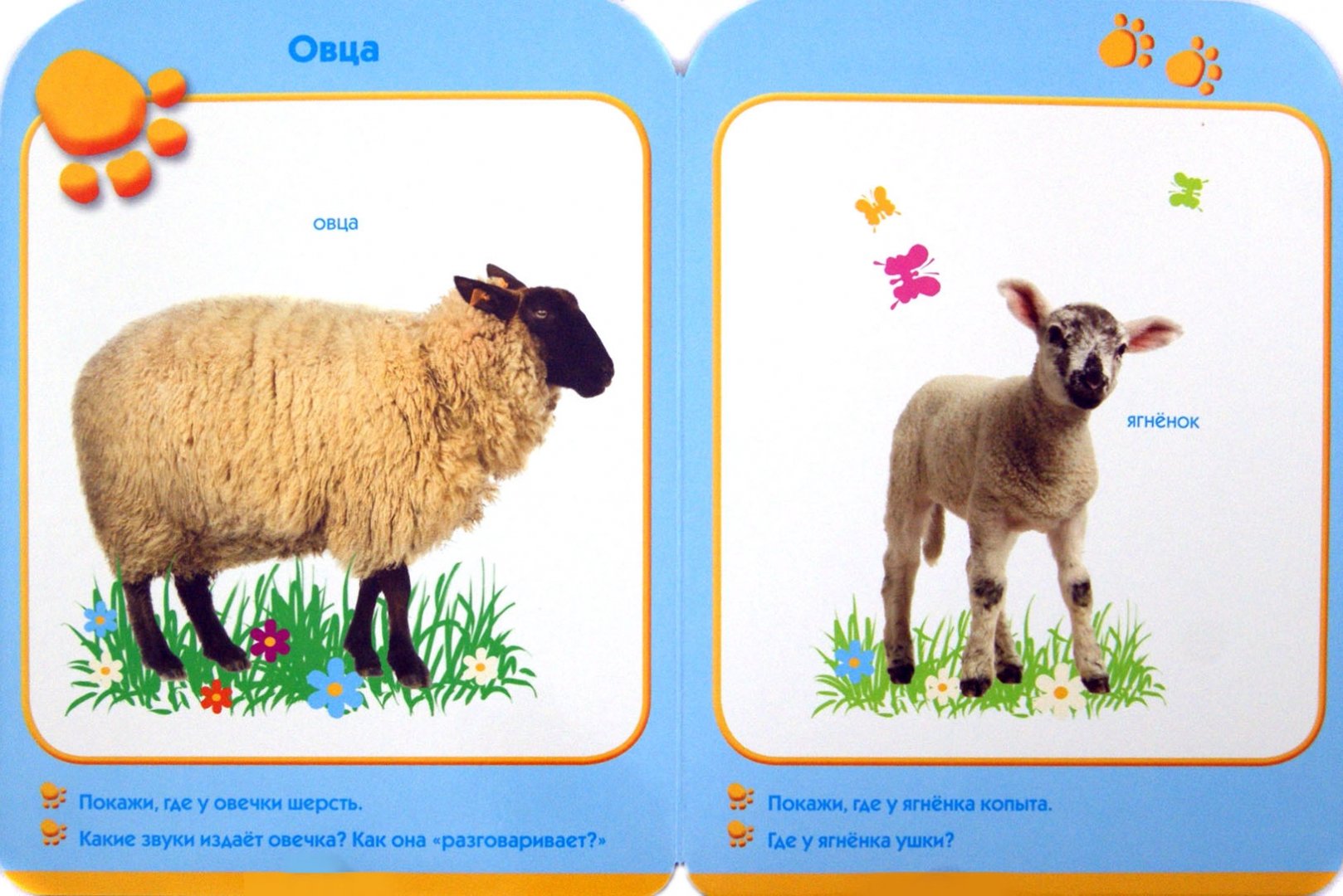 Овца программа для скачивания. Баран блеет звук. Какие звуки издают овцы. Кудрявый баран. Голос овечки.