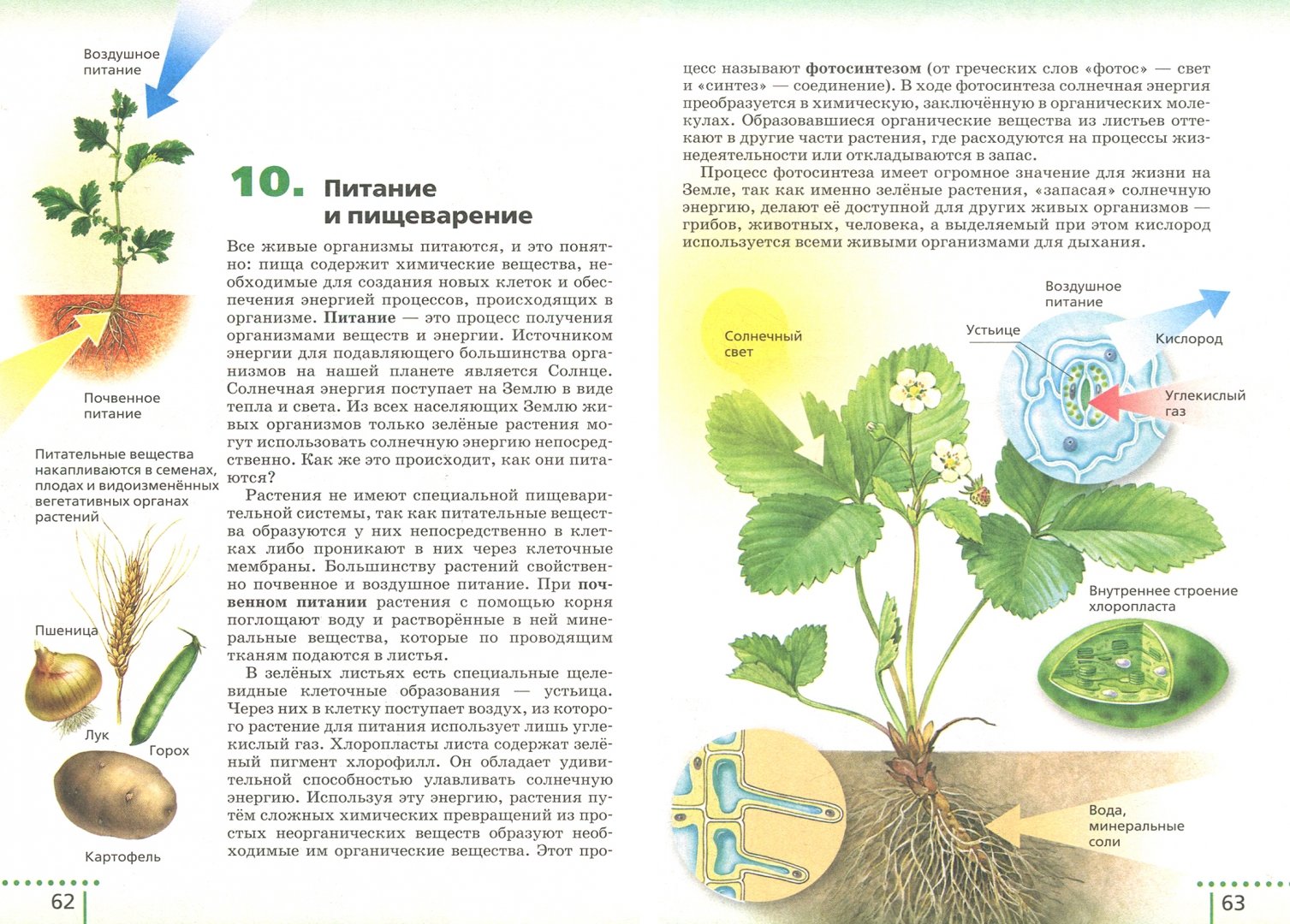 Биология плакат. Биология 6 класс используя различные источники информации. Основные правила по биологии 6 класс. Растения ботаника. Биология 6 класс растения грибы лишайники 14 таблиц.