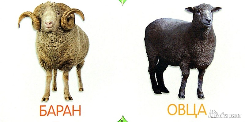 Какие звуки издают овцы. Какие звуки издает баран. Хуб ульрих "последняя овца". Какие звуки издают овцы. Какие звуки издают овцы.