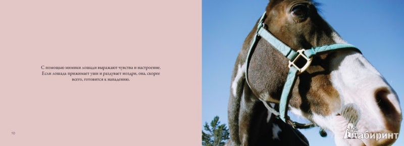 Мой конь всегда. Мое детство красный конь. Лошадь в исламе цитаты. Мой конь всегда. Мой конь всегда.