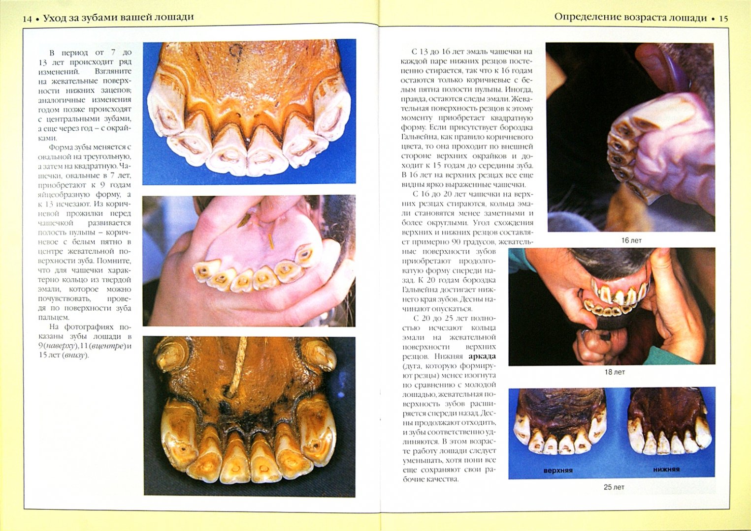 Как узнать возраст лошади по зубам фото Книга: "Уход за зубами вашей лошади" - Элисон Швабе. Купить книгу, читать реценз