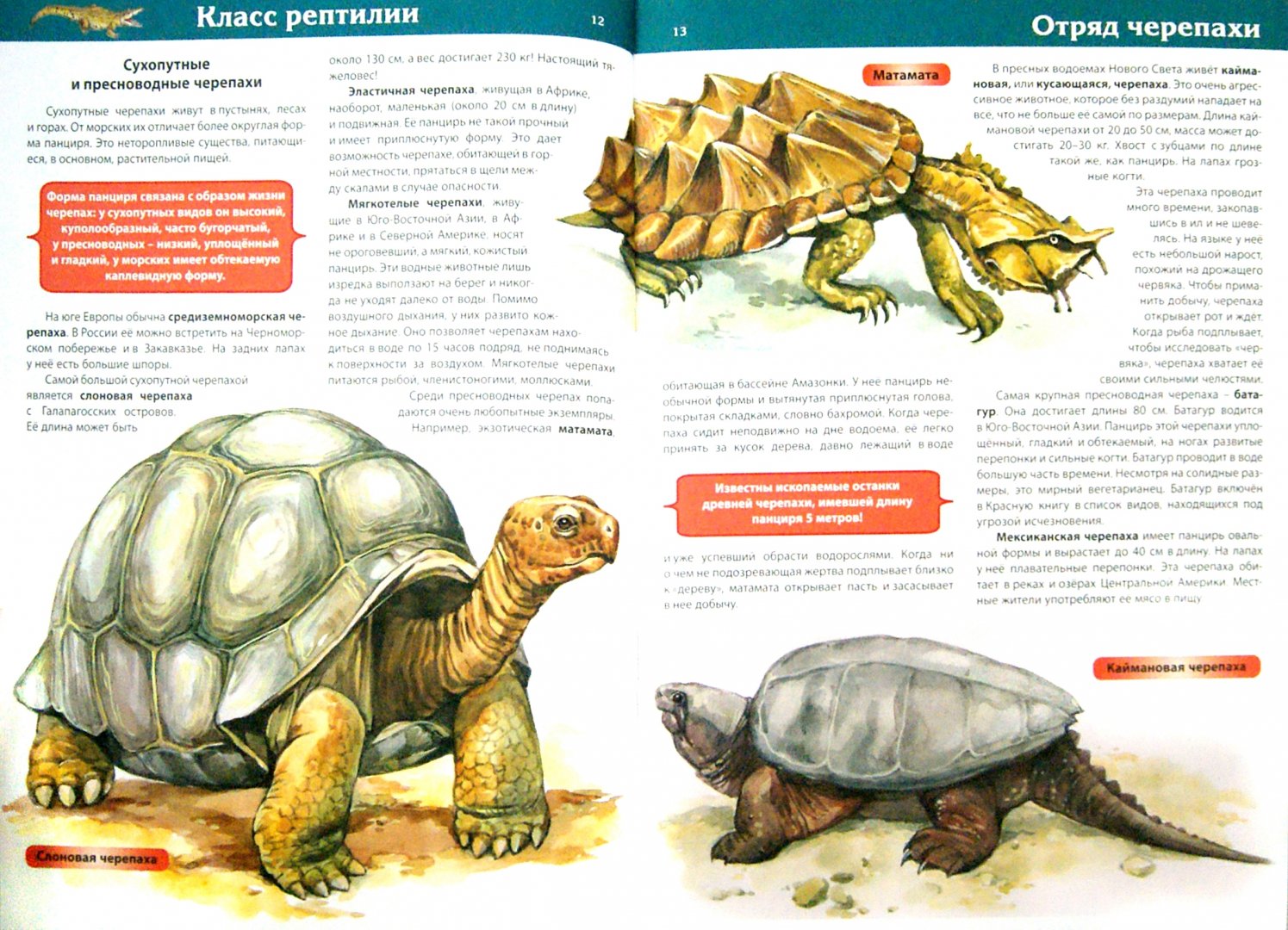 Игорь Шандра "Про черепаху" читатет папа Алёны Алексеевой копия - YouTube