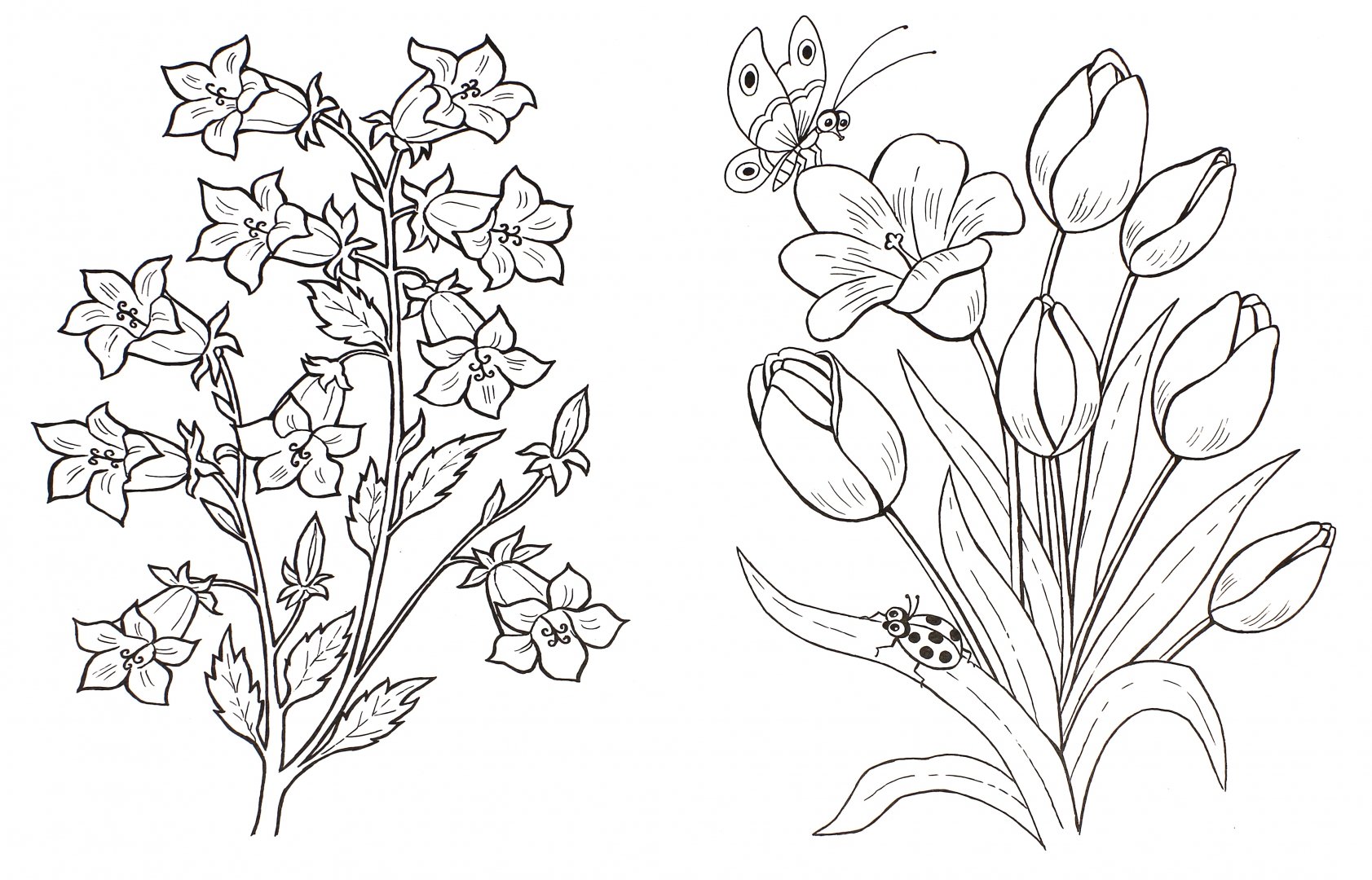Цветы. Осенние цветы рисунок. Раскраска. Раскраски цветов для детей. Раскраски цветы красивые.