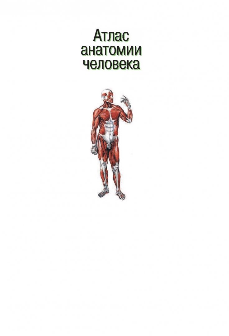 Атлас самусева по анатомии. Большой атлас анатомии человека самусев. атлас анатомия человека р.п самусев.