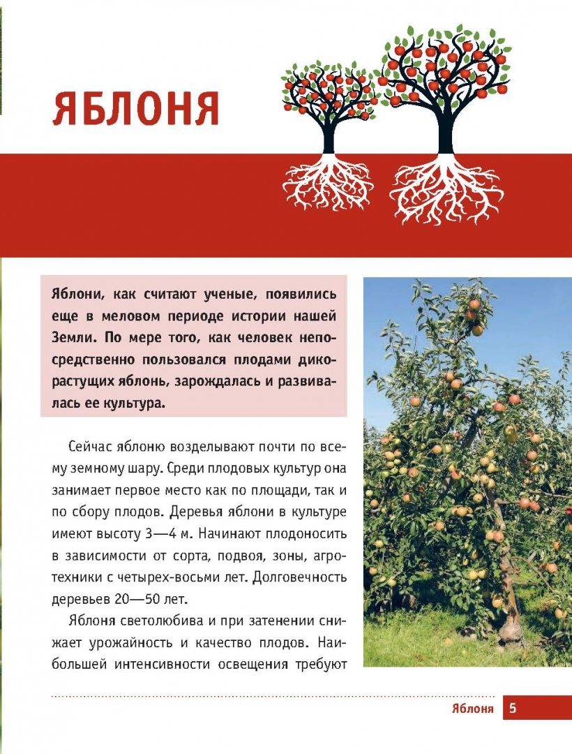 Значение питания в жизни человека 5 класс