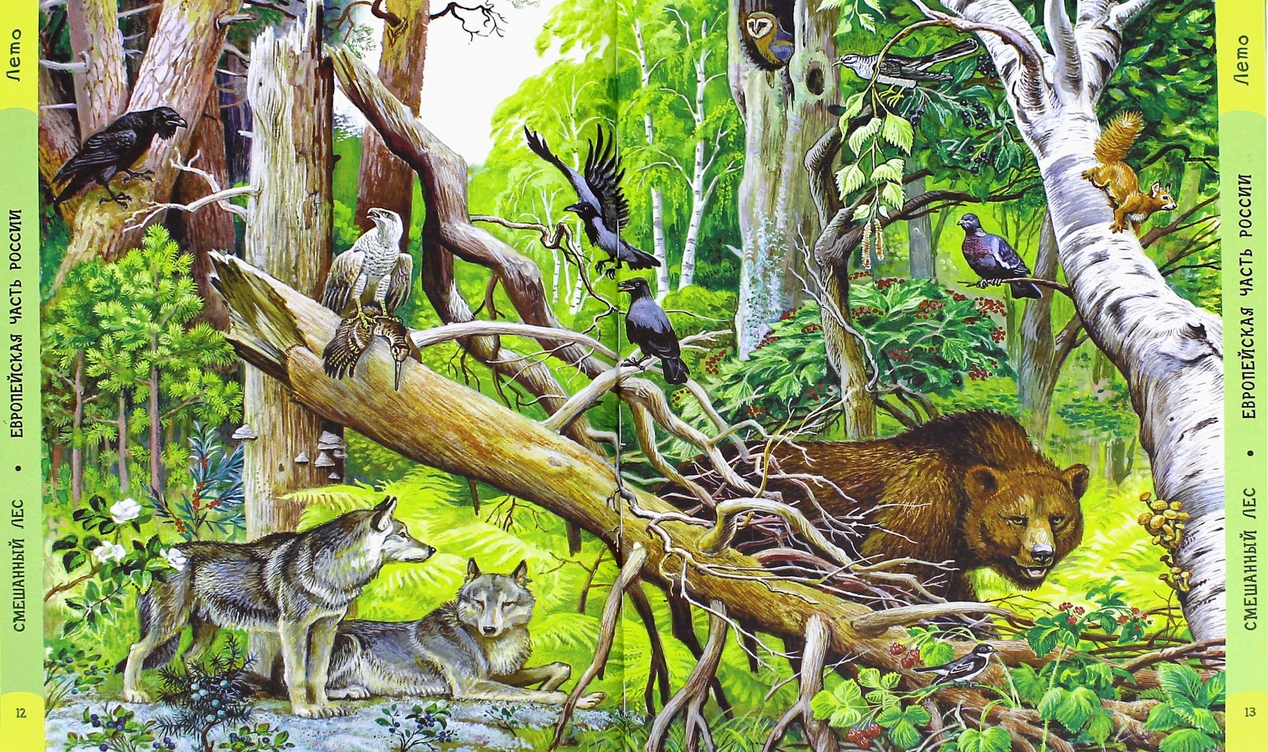 Картинки ЭТАЖИ ЛЕСА РАСТЕНИЯ