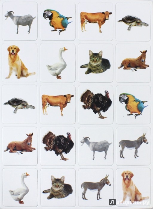 Домашние животные для детей. Книжки с окошками звери. Домашние животные". Какие бывают домашние животные. Домашние животные и их особенности.