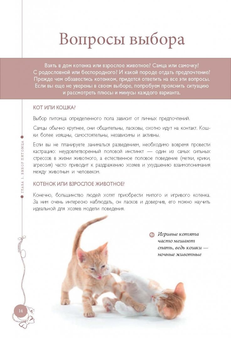Содержит кота. Как воспитать котенка. Выбрать котенка. Советы для котят. Котенок какой породы выбрать