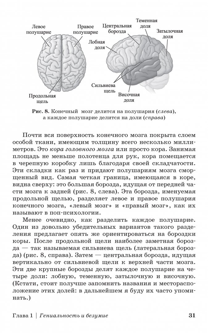 Каждое полушарие состоит из долей. Сколько долей в каждом полушарии. каждое полушарие состоит из 5 долей. на каждом полушарии отсутствует поверхность.