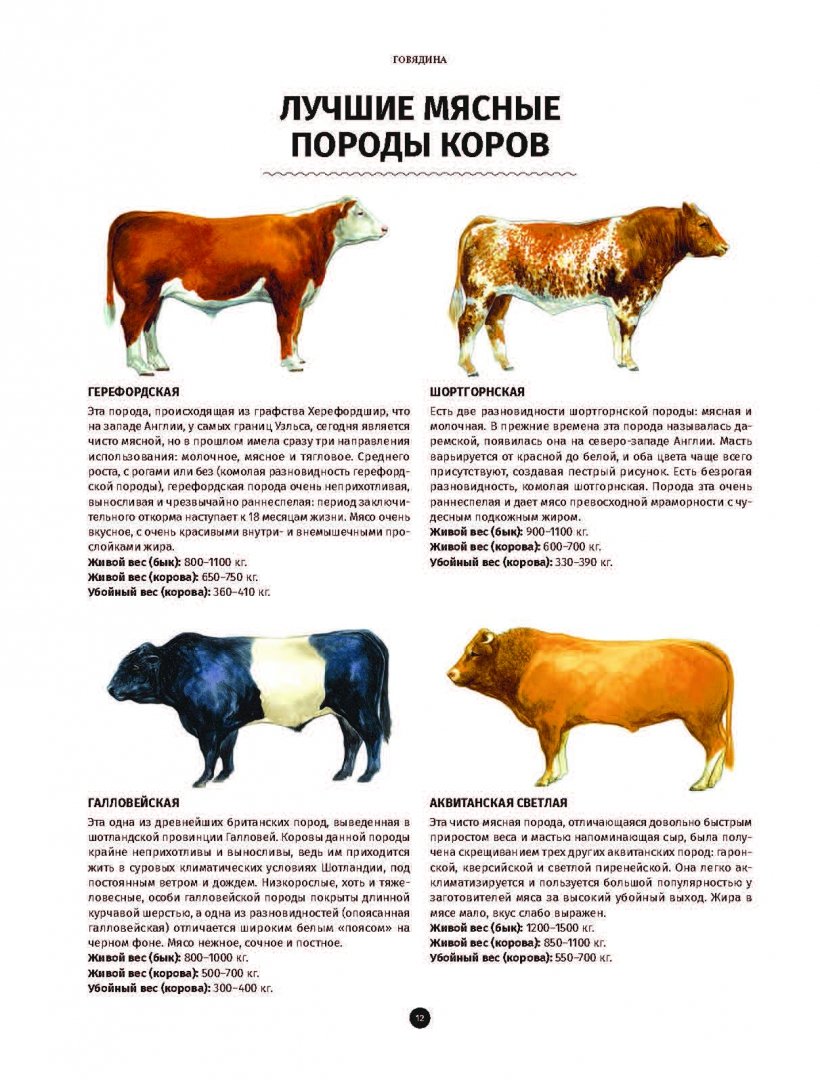 Породы коров с фотографиями в россии