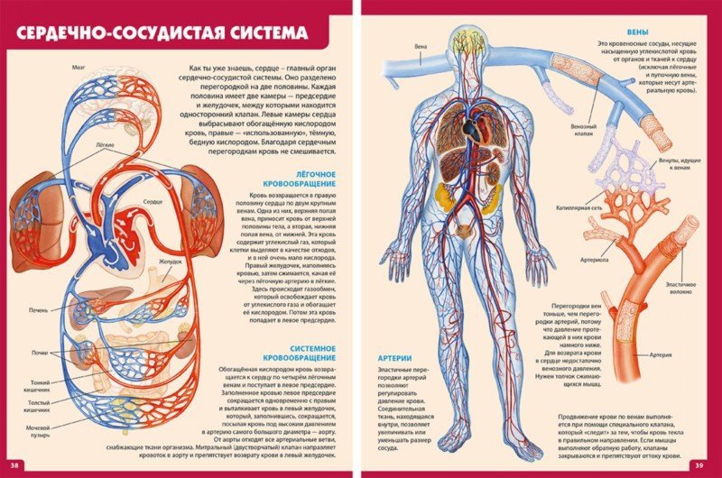 Сердечно сосудистая система примеры