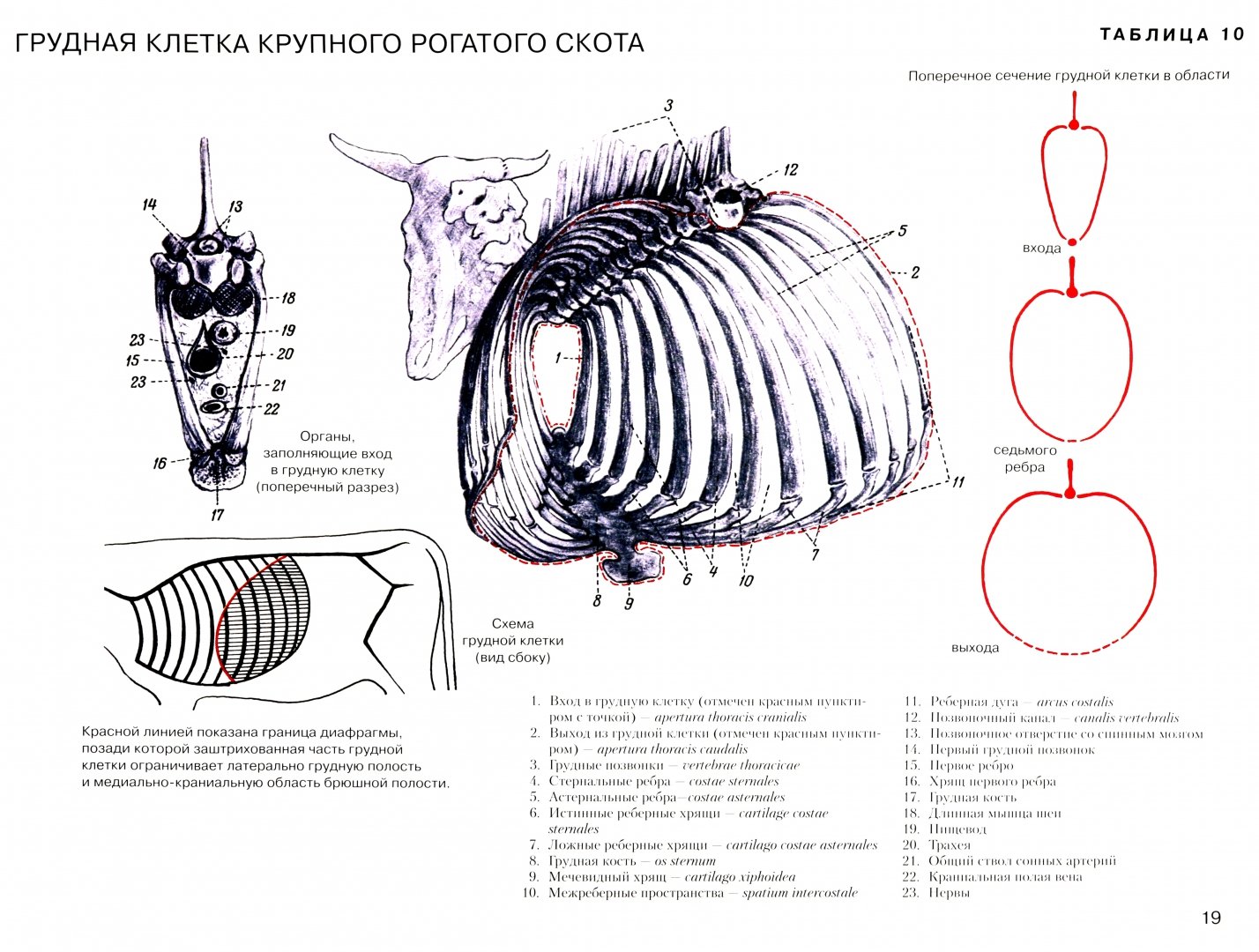 Сколько у кошки ребер