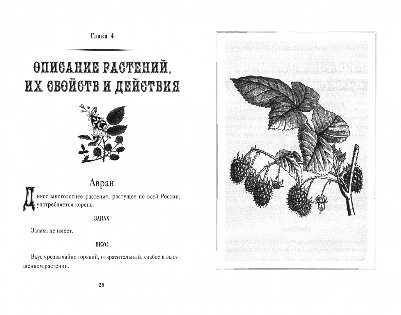 Читать книгу о растениях